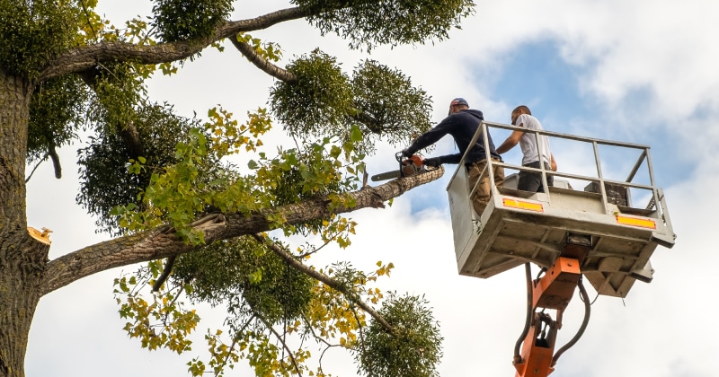 Professionals Trimming a Tree