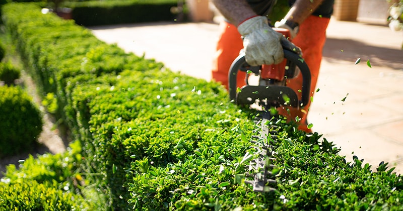 Landscaper Trimming a Hedge