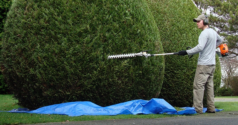 Landscaper Trimming Hedges