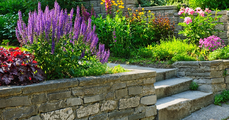 Steps Surrounded by Flower Beds