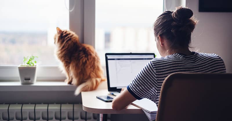 Woman Working on Laptop with Cat in the Window