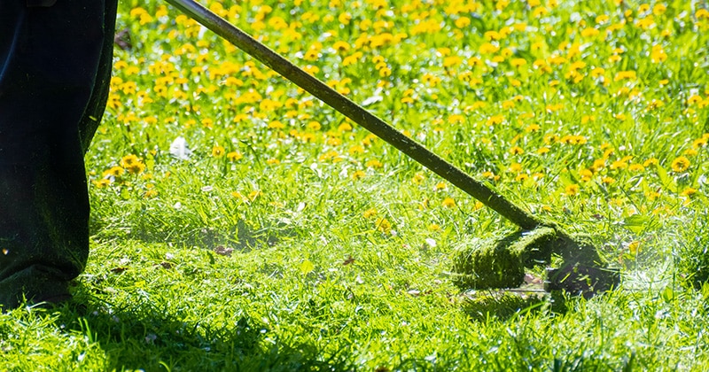 Professional grass and weed cutting