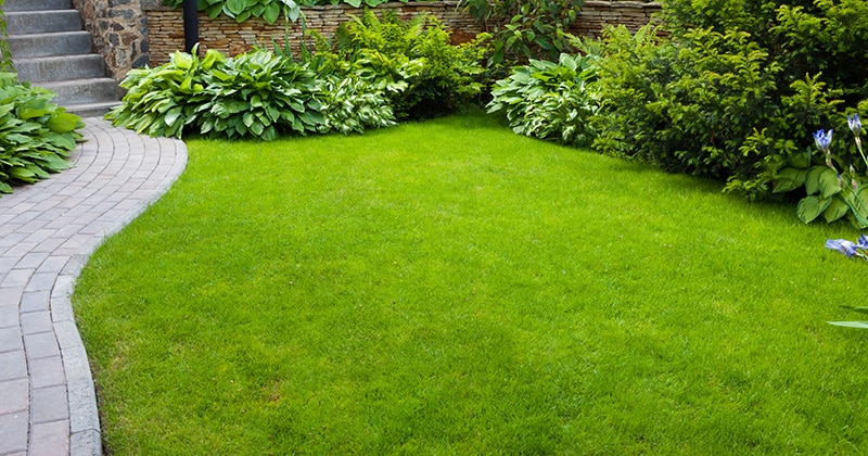 Home garden with path and grass