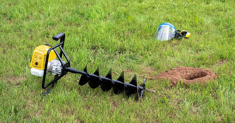 yellow auger in grass